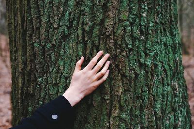 Cropped image of person holding tree trunk in forest