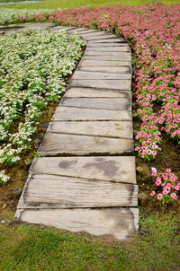 View of flowering plants on field