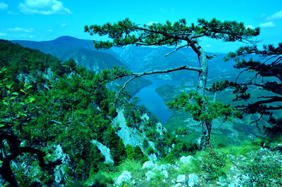 Scenic view of tree mountains against sky