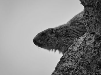 Low angle view of animal on rock against clear sky