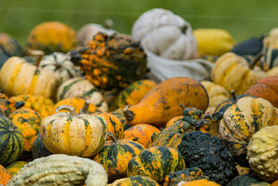Close-up of pumpkins
