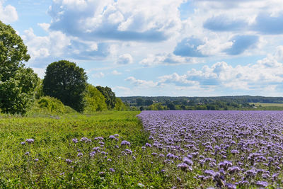 Scenic view of purple field against cloudy sky