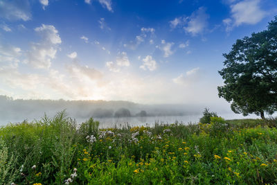 Plants growing on land against sky