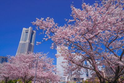 Low angle view of flowering tree by buildings against sky