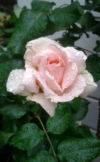 Close-up of rose blooming in pond
