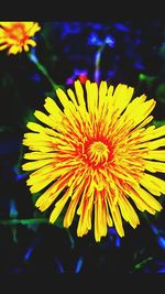 Close-up of yellow flowers
