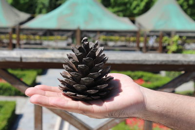 Close-up of hand holding pine cone