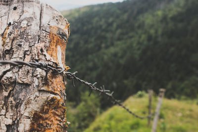 Close-up of barbed wire on tree trunk