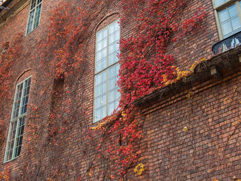 Low angle view of ivy on building