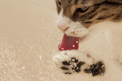 Close-up of cat
