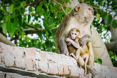 Low angle view of monkey family sitting on retaining wall
