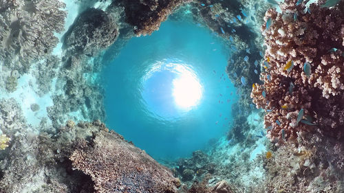 High angle view of coral in sea