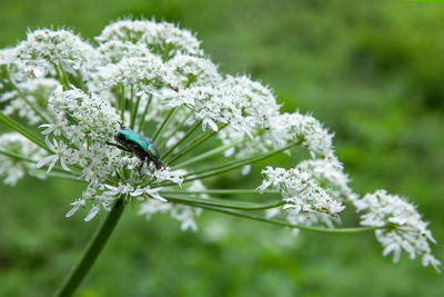 Close-up of insect on flower