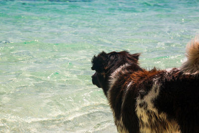 Dog standing by sea