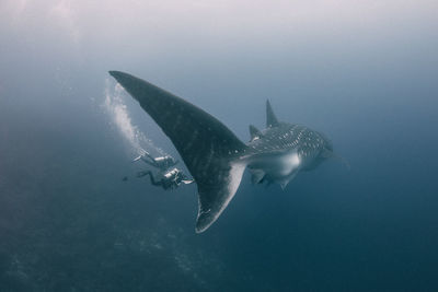 Fish swimming in sea