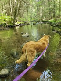 View of dog drinking water from lake