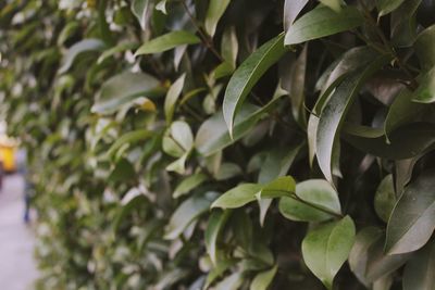 Close-up of green leaves