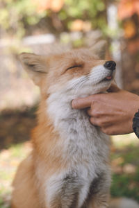 Cute northern fox - fox park in kitami city, hokkaido