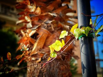 Close-up of yellow leaves on metal fence