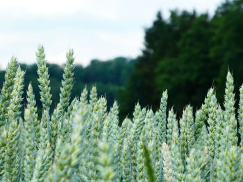 Close-up of fresh green wheat plants against the sky