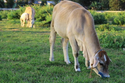 Horses grazing in a field