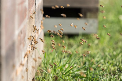 Close-up of insect on wall