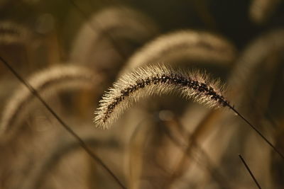 Close-up of dried plant on field