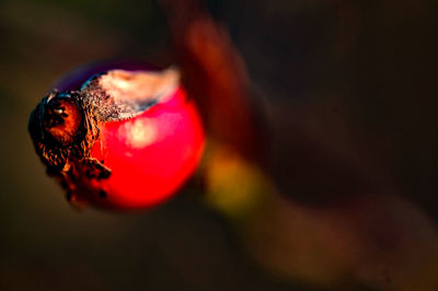 Close-up of red flower