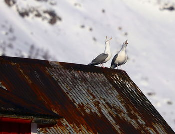 Low angle view of seagull perching on roof