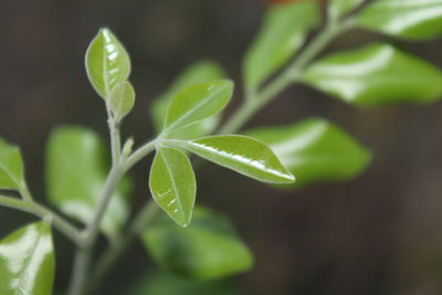 Close-up of plant growing outdoors