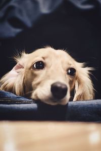 Portrait of dog relaxing on sofa