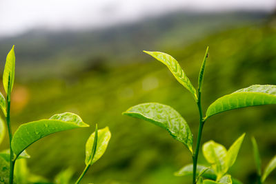 Close-up of fresh green plants