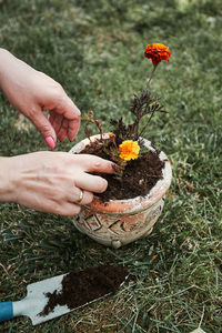 Cropped hand of woman with potted plant on grassy land