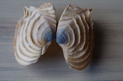 High angle view of shells on table