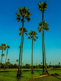 Palm trees on field against clear blue sky