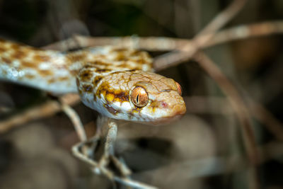 Close-up of snake