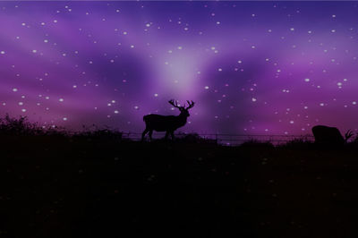 Silhouette of deer on field against sky at night