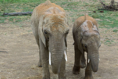 Close-up of elephant