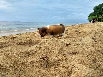 View of a dog on beach