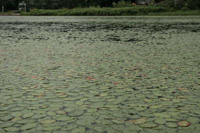 View of leaves floating on water