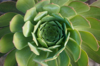 Full frame shot of succulent plant