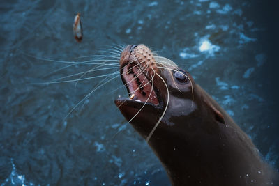 Close-up of sea-lion swimming and catching fish