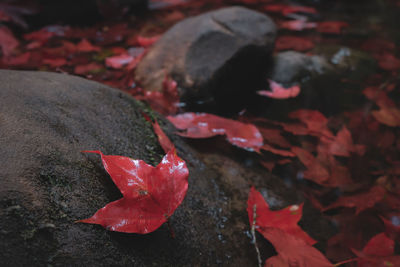 Close-up of red maple leaves