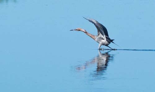 Bird with spread wings in lake