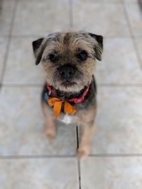 High angle portrait of dog on floor