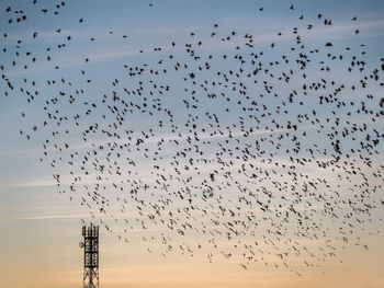 Flock of birds flying in sky