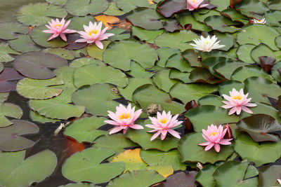 Frogs on the green leaves of blooming water lilies