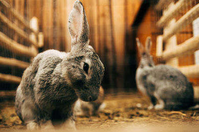 Close-up of rabbits on land