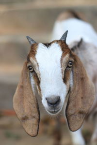 Close-up portrait of a horse