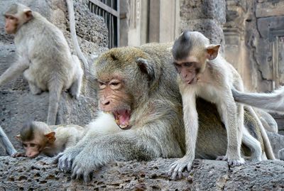 Close-up of monkey with infants at historic building